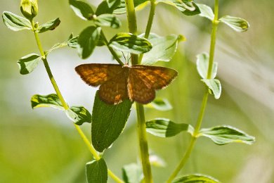 Brun lövmätare Brun lövmätare (Idaea serpentata) vid Fjärilsstigen i Hågadalen-Nåsen naturreservat.