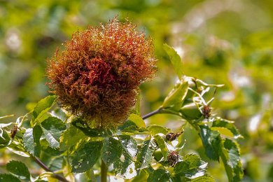 Gallbildning/sömntorn Gallbildning av sömntornsstekel (Diplopepis rosae) vid fjärilsstigen i Hågadalen-Nåsten naturreservat. Stekelns larver reta bladanlagens så att de missbildas...