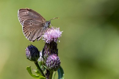 Luktgräsfjäril Luktgräsfjärilen (Aphantopus hyperantus) tillhör de vanligaste fjärilarna i odlingslandskapet och är betydligt vanligare än till exempel citronfjärilen. Till...