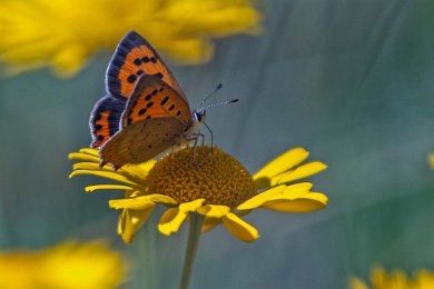 Mindre guldvinge Mindre guldvinge (Lycaena phlaeas) efter Fjärilsstigen i Hågadalen-Nåsen naturreservat. Flygtiden är två generationer (juni-juli respektive augusti-september)...