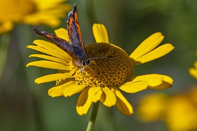 Mindre guldvinge Mindre guldvinge (Lycaena phlaeas) efter Fjärilsstigen i Hågadalen-Nåsen naturreservat.