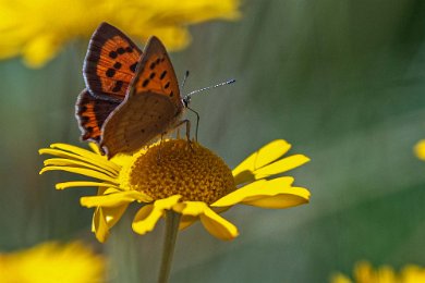 Mindre guldvinge Mindre guldvinge (Lycaena phlaeas) efter Fjärilsstigen i Hågadalen-Nåsen naturreservat. Flygtiden är två generationer (juni-juli respektive augusti-september)...