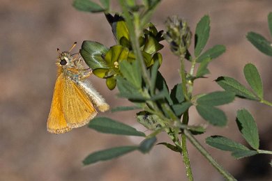 Mindre tåtelsmygare Mindre tåtelsmygare (Thymelicus lineola) kallas även för tåtelsmygare enbart, är en våra vanligare smygare. Den brukar flyga i juli och augusti.