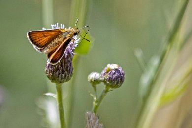 Mindre tåtelsmygare Mindre tåtelsmygare (Thymelicus lineola).