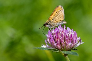 Mindre tåtelsmygare Mindre tåtelsmygare (Thymelicus lineola).