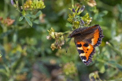 Nässelfjäril Nässelfjärilen (Aglais urticae) liksom påfågelögat och citronfjärilen, övervintrar som fullvuxen fjäril. Detta till skillnad från de flesta andra fjärilar som...