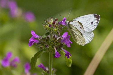 Rapsfjäril Rapsfjärilen (Pieris napi) flyger under maj och juni och påträffas även senare under året i flera generationer. Den är allmän och finns i hela landet, flyger på...