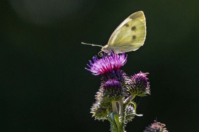 Rovfjäril Rovfjäril (Pieris rapae) liknar kålfjäril men är mindre (vingspann 42–50 mm). Den förekommer på ängsmark och i trädgårdar och har 2–3 generationer per år...