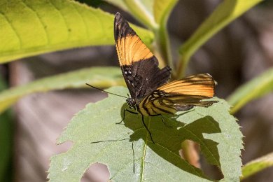 Adelpha melanthe Praktfjäril Adelpha melanthe (Rayed Sister) i Coto Brus.