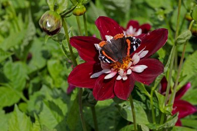 Dahliarabatten Amiral besöker Mary Eveline i Botaniska trädgårdens dahliarabatt.