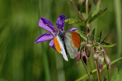 Aurorafjäril Aurorafjäril (Anthocharis cardamines) på skogsnäva i Gorsingeholms ekbackar. Den påträffas under maj och juni på ängsmarker i sitt sökande efter bestånd av...