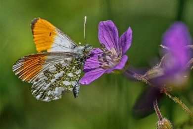 Aurorafjäril Aurorafjäril (Anthocharis cardamines) på skogsnäva i Gorsingeholms ekbackar.