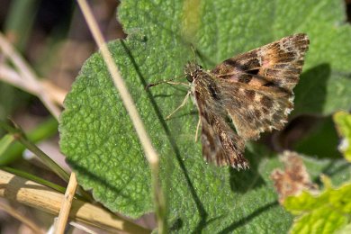 Brun marmorvisslare Brun marmorvisslare (Carcharodus alceae), värdväxt Rödmalva och Läkemalva. Flygtid april-oktober, engelsk namn Mallow skipper Utbredning södra och centrala...