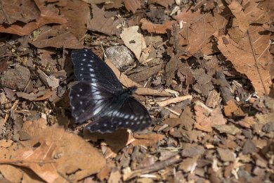 Catasticta flisa Praktfjäril (Heliconius cydno) i skogen ovan Savegre Lodge.