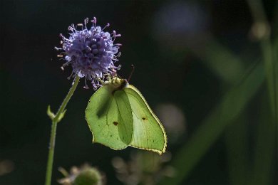 Citronfjäril, hane Citronfjäril på ängsvädd i Stadsskogen, Strängnäs