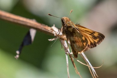 Fiery Skipper Fiery Skipper (tjockhuvud) (Hylephila phyleus) i skogen ovan Savegre Lodge i Costa Rica.