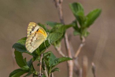 Fjäril Fjäril, Ruaha np i Tanzania