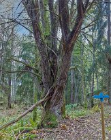 150 år gammal sälg Sälgen är över 150 år och kanske den kraftigaste sälgen i Husby-Rekarne. Omkretsen mättes 2004 till 337 cm 50 cm över marken.
