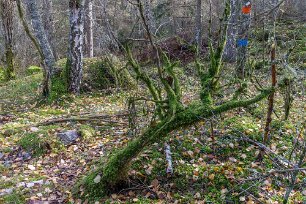 Mossig vägvisare Även om denna mossbelupna