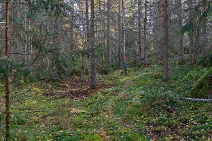 Skadad skog Här syns anledningen till skogsröjningen i området, döende granar, som på sina håll ska ersättas av lövträd.