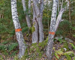 Slingrande trädstammar Som ett förälskat spar slingar sig trädstammarna om varandra. Rödmarkeringen tyder på att leden är gammal.