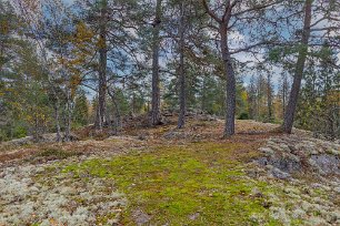 Stenröset bort i backen