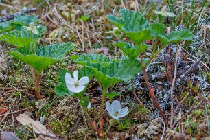 Hjortron i blom Hjortron (Rubus chamaemorus) vid sjön Kvicken.