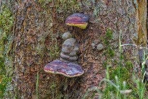 Klibbtickor Klibbticka (Fomitopsis pinicola) på gran längs stigen i Skiren-Kvicken naturreservat.