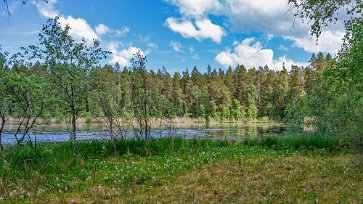 Sjön Kvicken Vattenklöver växer i riklig mängd ända ut i vattnet vid sjön Kvicken.