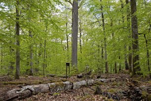 Bjurkärrs naturreservat Högrest ek bland de gamla bokträden. Döda träd, avbrutna s.k. högstubbar och liggande, förmultnande stammar ger liv åt mycket stort antal arter av vedinsekter,...