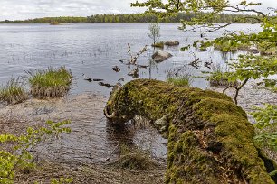 Bjurkärrs naturreservat Fallen veteran vid Åsnensn strand.