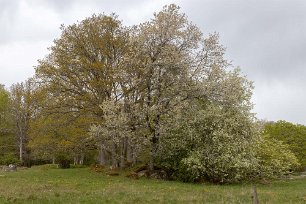 Stensprängande träd 190505