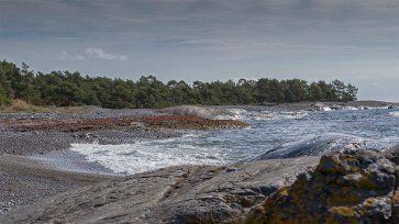 Örens naturreservat Vågsvall in mot stranden vid Örens naturreservat