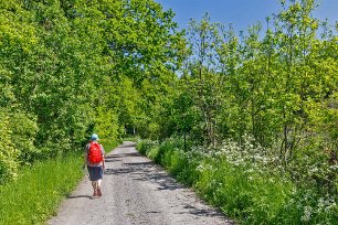 Blomrika vägkanter Försommarblomning i dikeskanterna längs vägen till reservatsentrén