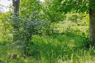 Hagtornsbuske Leden i skogen går ut mot strandängar och djurhagar med bland annat hagtorn och rönnbär.