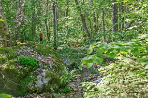 In i lövskogen Solljuset silas genom det täta lövverket.