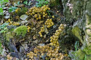Svampsamling kring björk Glitterbläcksvamp (Coprinellus micaceus) växer från maj till november på murken lövträdsved, där den kan uppträda tätt tuvad i hundratals exemplar.