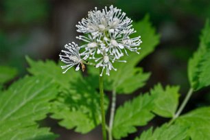 Trolldruva Trolldruva (Actaea spicata) flerårig ört som kan bli upp till sju decimeter hög, blommar i maj–juni med vita blommor samlade i korta, täta, toppställda klasar....