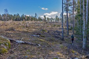 Längs kalhygge Reservatet bildades på 1960-talet, bland annat för att främja friluftslivet. Skogen fick dock inget formellt skydd vilket är förklaringen till att det finns...