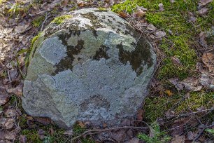 Lavbemängd sten Lavbemängd sten på stigen: vit skorplav och Melanelia.