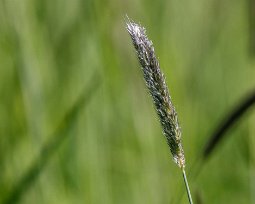 Gräs Ängskavle (Alopecurus pratensis), även kallad tåtel är ett flerårigt, ganska slankt gräs som kan bli drygt en meter högt och som växer i lösa tuvor med strån...