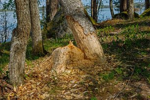 Bålbergsudden Spår av Bäverns arbete längs stigen på Bålbergsudden.