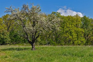 Bålbergsudden Blommande äppelträd på ängen vid Bålbergsudden.