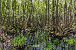 Bålbergsudden Våtmarken inne i naturreservatet gynnar mygg upplevde vi.