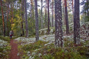 Gammal barrskog Den gamla barrskogen ligger på höjderna och är omkring 100 till 130 år gammal. En del tallar är över 200 år.