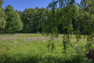 Björskogsnäs naturreservat Blommande äng i Björskogsnäs naturreservat.