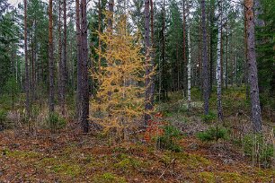 Lärkträd lyser upp Ett litet höstfärgat lärkträd och en ännu mindre bokplanta lyser upp den dystra barrskogen längs leden.