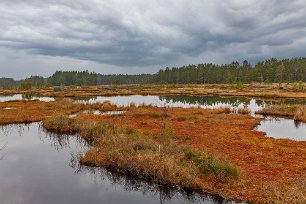 Mossar Mossfält blandade med gölar som små vattenspeglar breder ut sig i en stor del av bruksdammen.