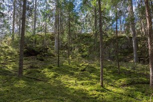 Ekeby naturreservat Mjuk skön mossa att vandra på.