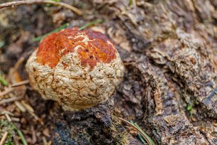 Ekeby naturreservat Klibbticka (Fomitopsis Pinicola) på en granstubbe i naturreservatet.
